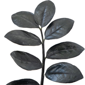 Zamioculcas zamiifolia - Raven ZZ Plant Stem