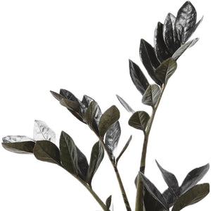 Zamioculcas zamiifolia - Raven ZZ Plant Stems