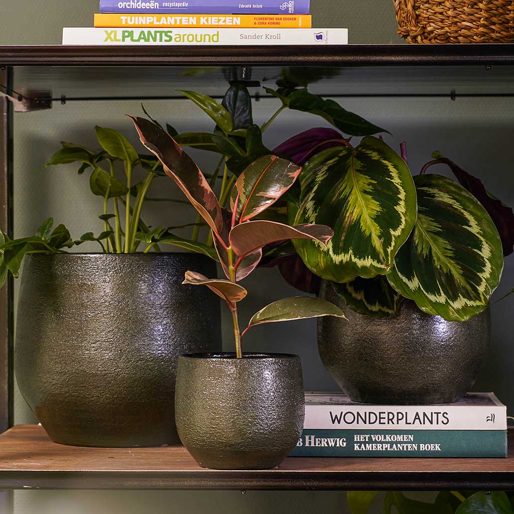 Zembla Plant Pot Collection & Houseplants
