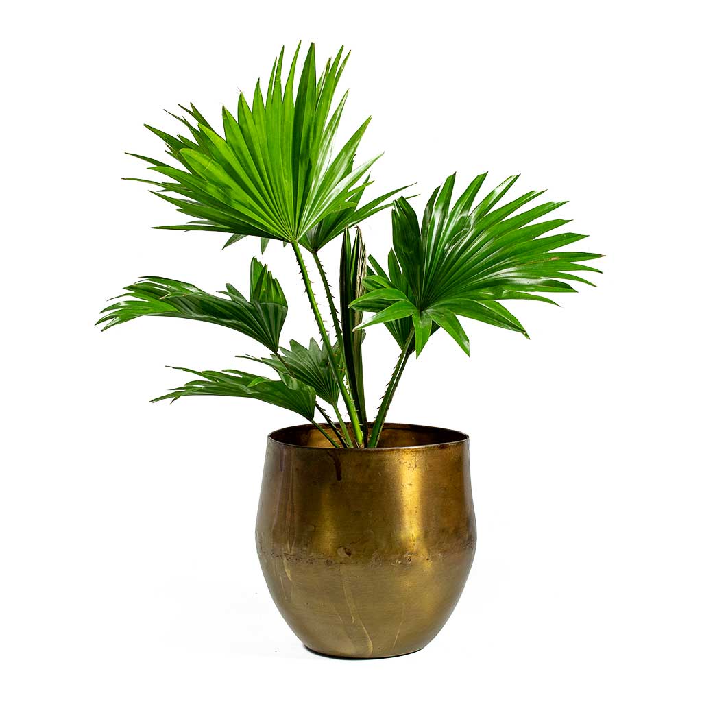 Ayka Old Camel Planter & Livistona rotundifolia Footstool Palm Houseplant