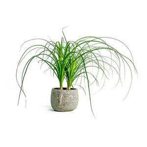 Beaucarnea Pony Tail Palm Head & Head Plant Pot