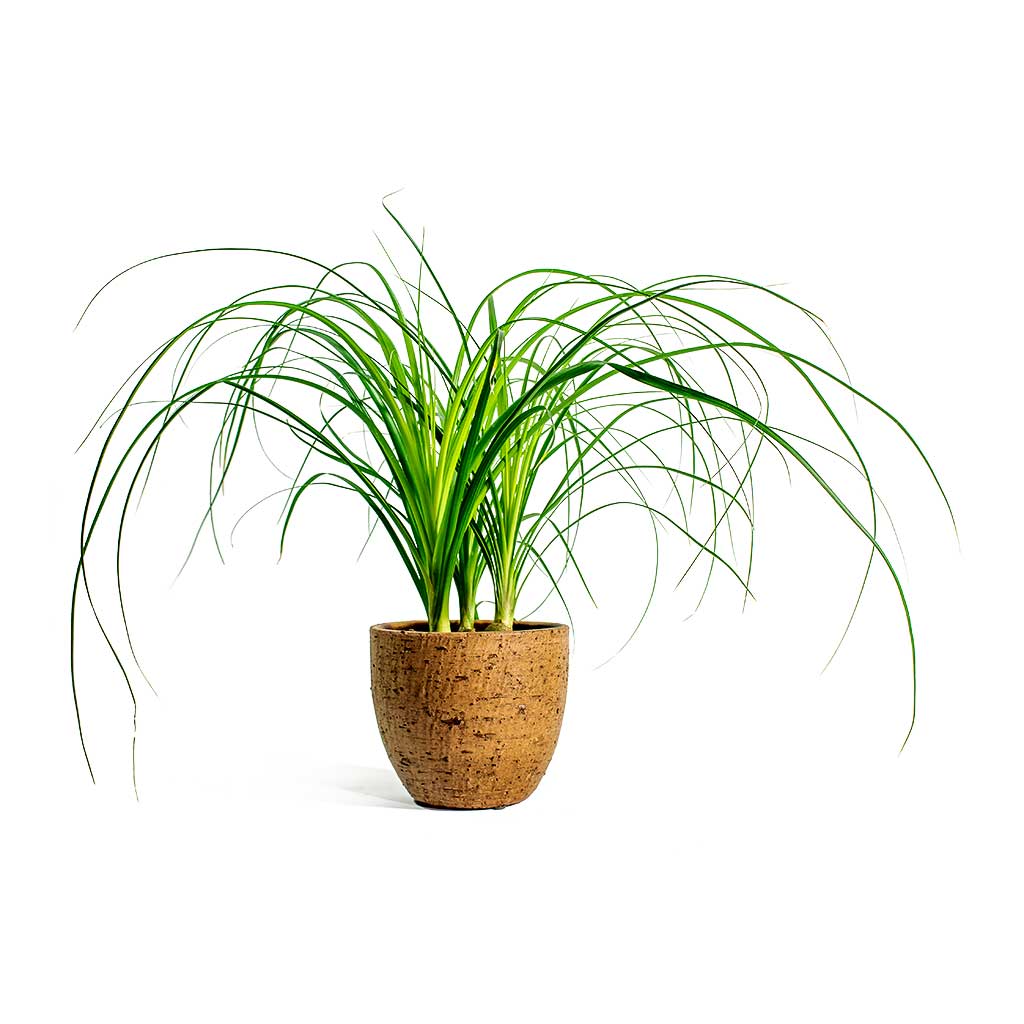 Beaucarnea Pony Tail Palm Head & Karlijn Camel Plant Pot