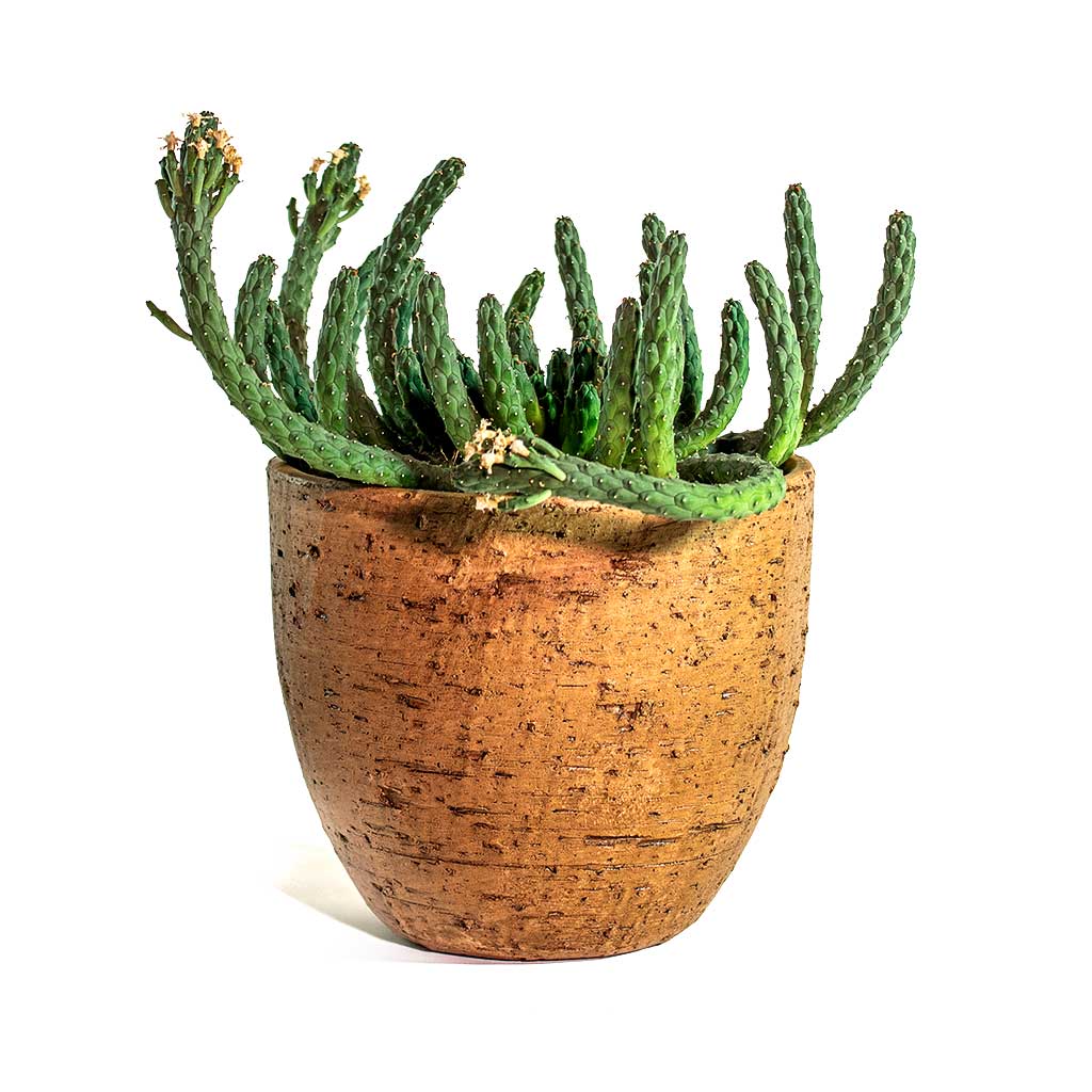 Euphorbia flanaganii medusa Plant & Karlijn Camel Plant Pot