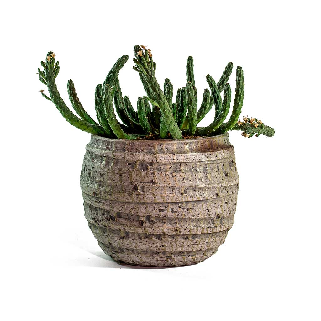 Euphorbia flanaganii Medusa Plant & Jake Plant Pot