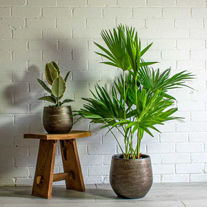Ficus Elastica tineke, Livistona rotundifolia Footstool Palm & Ryan Plant Pot - Shiny Gold