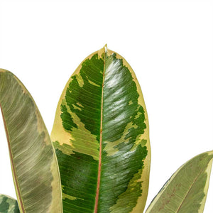Ficus Elastica Tineke Leaves