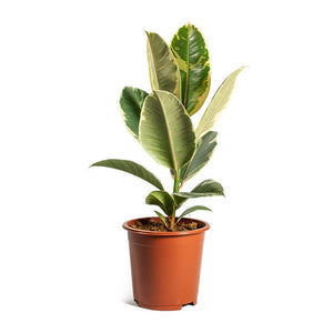 Ficus Elastica Tineke Plant - Rubber Plant - Houseplant
