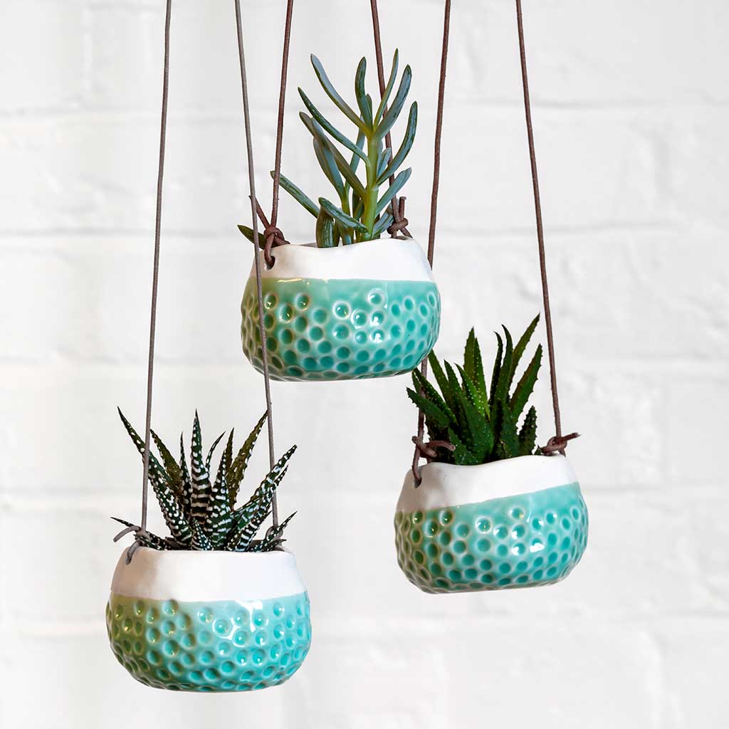 Baby Dotty Hanging Indoor Pot - Turquoise - Planted