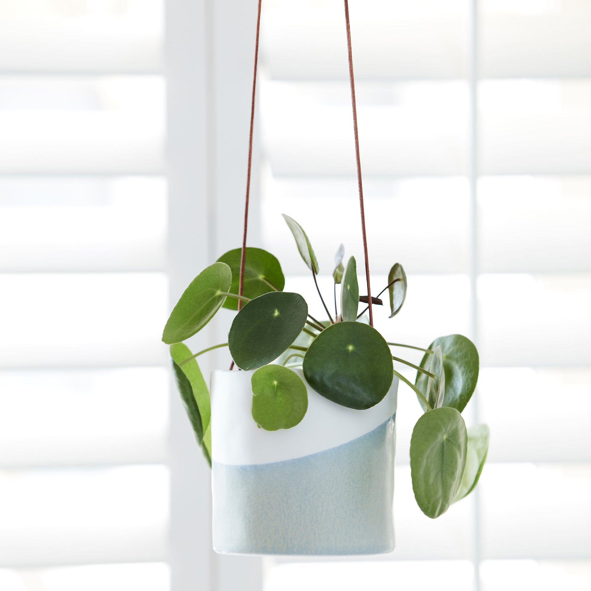 Dip Hanging Indoor Pots - Planted