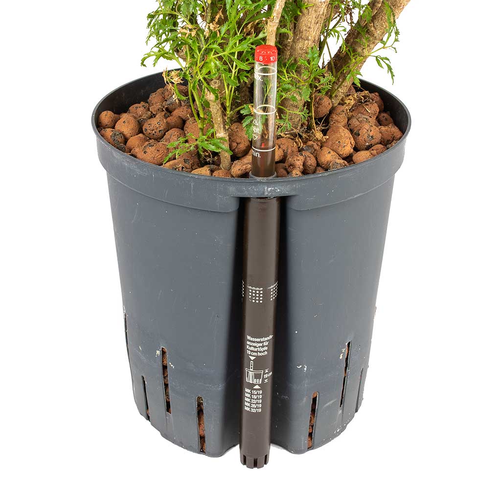 house plant watering indicator Hydroculture Water Level Indicator - Standard | Hortology