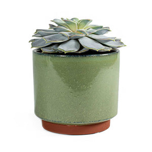 Malibu Plant Pot  Green & Echeveria lilacina - Ghost Echeveria