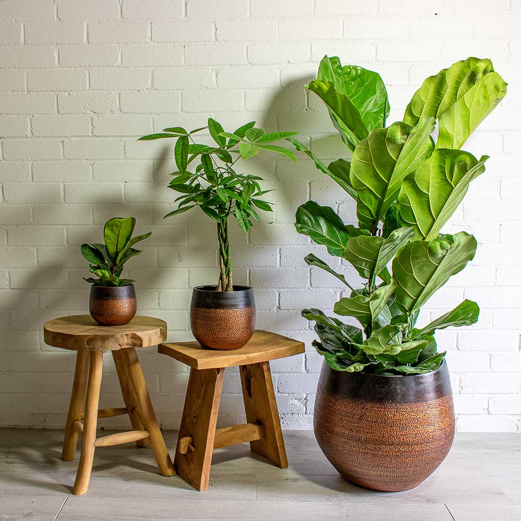 Mya Shiny Mocha Plant Pots & Houseplants