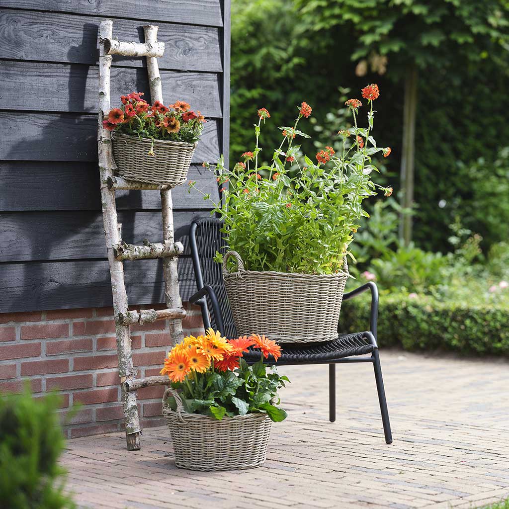 Paula Wicker Plant Baskets Set of 4 Natural with Houseplants Lifestyle