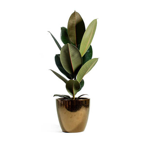 Sven Gold Plant Pot & Ficus Elastica Abidjan Rubber Plant