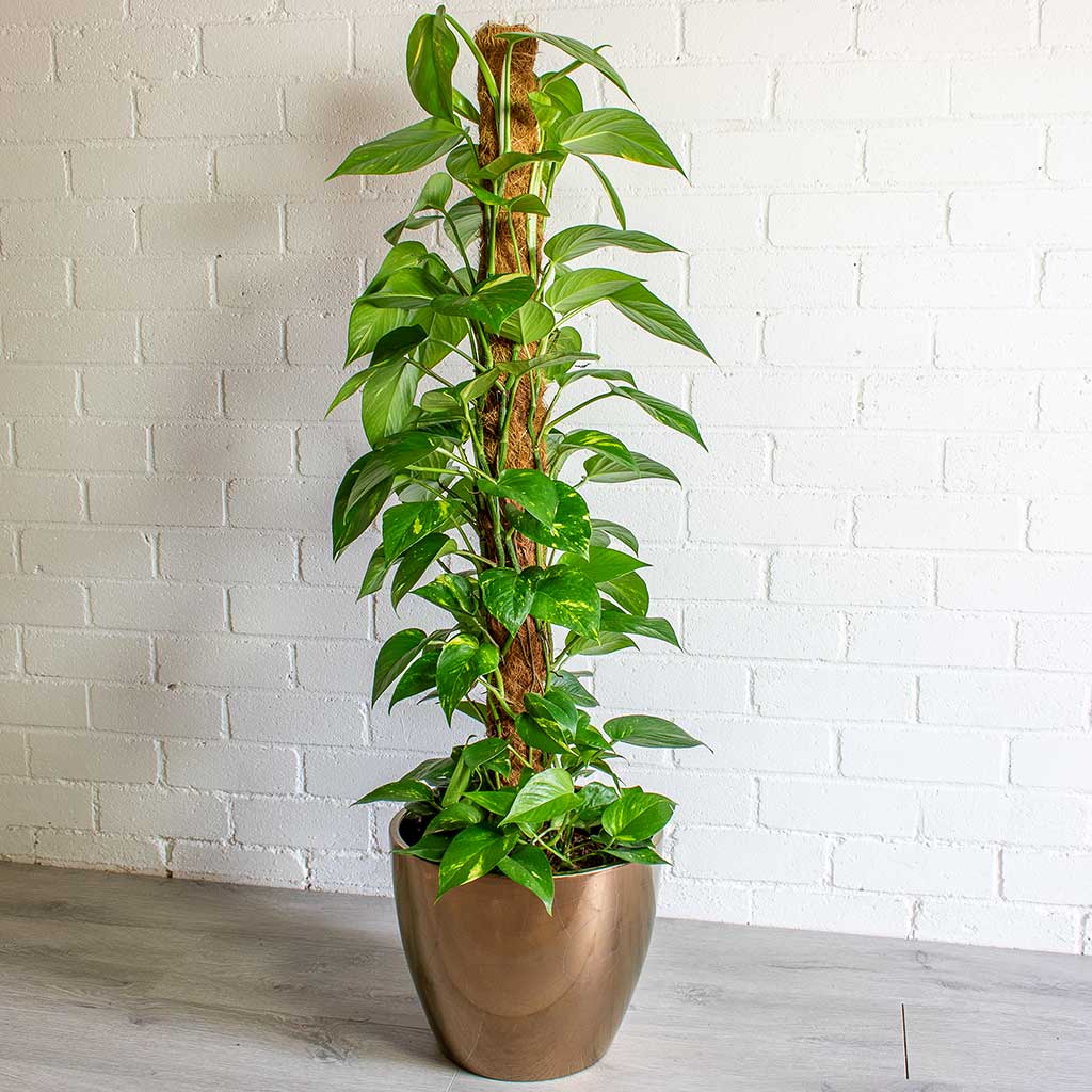 Sven Gold Plant Pot & Epipremnum aureum - Golden Pothos Moss Pole