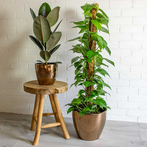 Sven Gold Plant Pots & Ficus elastica Abidjan Rubber Plant & Epipremnum Aureum - Golden Pothos Moss Pole